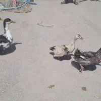 دوجفت غاز توخم گزار