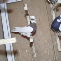 طوق سرخ بزن معاوضه|پرنده|مرودشت, ثبت احوال|دیوار