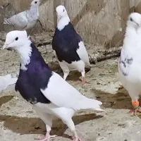 12تا طوقی