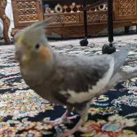 عروس هلندی ماده گم شده