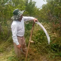 کاره علف زنی کردو جینی وکوجه جینی