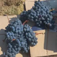فروش انگور دیم