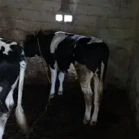 گوساله نر