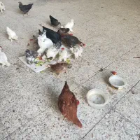 فروش تیمچه ۷ ماهه سلطان و برهما و ...