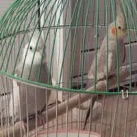 یک جفت عروس هلندی نروایت فیس رام