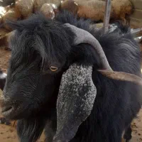 نر بز (بزغاله) یور مناسب نژادگیری