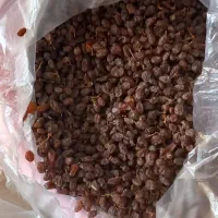 کشمش افتاب خشک