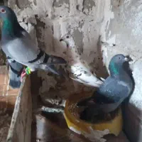 فروش ۱۳ تا کبوتر