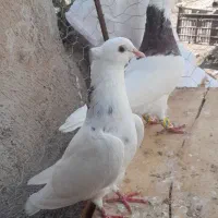 کبوتر‌کلفه|پرنده|اردبیل, |دیوار