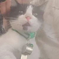 گربه گم شده