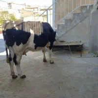 گاو گوساله سیمینتال ماده|حیوانات مزرعه|سرپل ذهاب, |دیوار