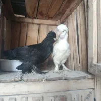 فروش انواع مرغ خروس جوجه لاری لهستانی سلطان برهما