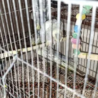 عروس هلندی|پرنده|نسیمشهر, |دیوار