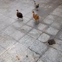 مرغ ختک