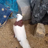 کبوتر طوق سرخ