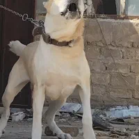 سگ خراسانی