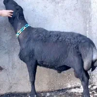 میش وبره،بره،بزنر،بز،قوچ|حیوانات مزرعه|بروجرد, |دیوار