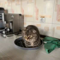 واگذاری گربه اسکاتیش