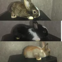 بچه خرگوش بازیگوش