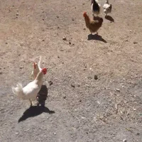 مرغ