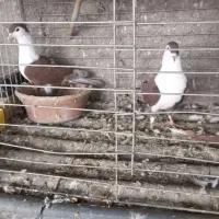 دنا افغانی خوشگل حوون|پرنده|پردیس, فاز ۴|دیوار