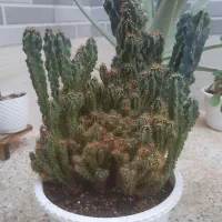 گل طبیعی|گل و گیاه طبیعی|آباده, |دیوار