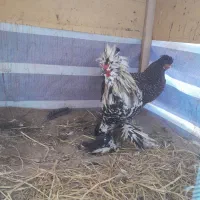 مرغ و خروس سلطانی|حیوانات مزرعه|لاهیجان, گلستان|دیوار