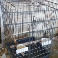 سالم و بزرگ