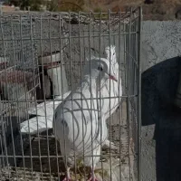 کبوتر ارزان|پرنده|سامان, |دیوار