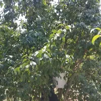 سرکارگر کشاورزی خانم بابایی