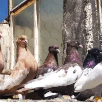 کبوتر
