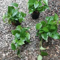 پتوس|گل و گیاه طبیعی|رشت, کوی طالقانی|دیوار