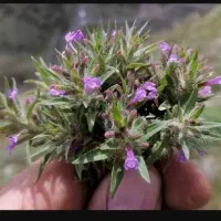 بومادران بادرنجبویه کاکوتی گل زردگل گاوزبان کوهی