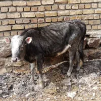 گوساله نر
