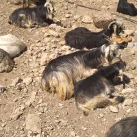 بز کهره دار وآبستن