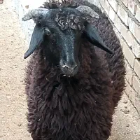 گوسفند با بره