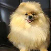 پامرانیان خرسی|سگ|شیراز, داریون|دیوار