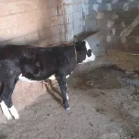 گاو شیری|حیوانات مزرعه|هریس, |دیوار