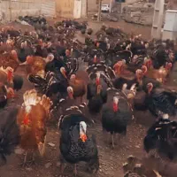 باغ برای پرورش مرغ تخمگذار