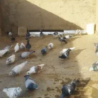 کفتر آلمانی پرشی