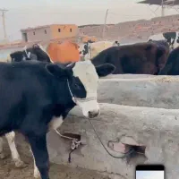 گوساله، گاو