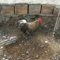خروس کوشین پانتام
