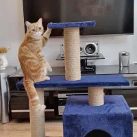 اسکرچر گربه