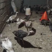 فروش جوجه بوقلمون