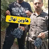 نهال انواع انگور  تمامی رقم ها