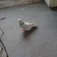 ۳۵عدد کفتر