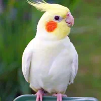 جفت عروس هلندی و مرغ عشق