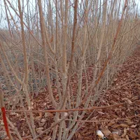 گیلاس فرنگی۲ساله