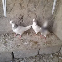 کبوتر زیتونی و زرد