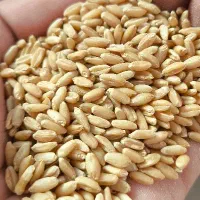 گندم دیم آذر ۲ درجه یک